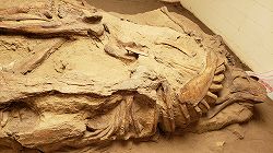 セントロサウルスの化石＠ダイナソー州立公園
