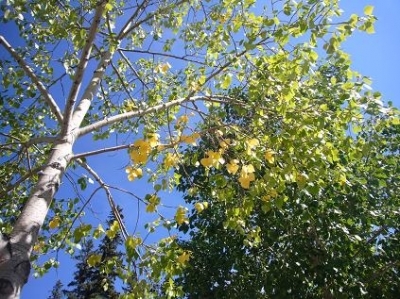 黄葉のトレンブリングアスペン