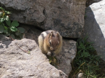 地リス（Golden-mantled ground squirrel）